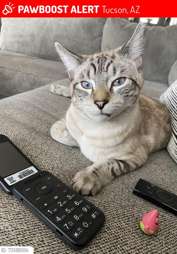 Lost Male Cat last seen Near Sycamore Park and Jack Oak Rd, Tucson, AZ 85756