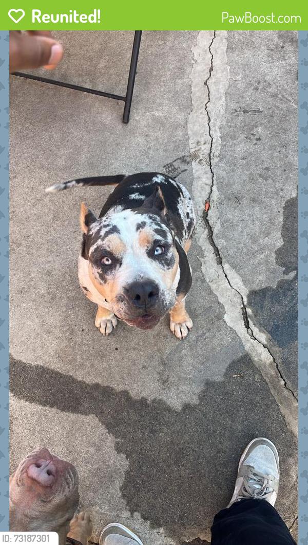 Reunited Female Dog last seen 67st 3rd avenue, Los Angeles, CA 90043