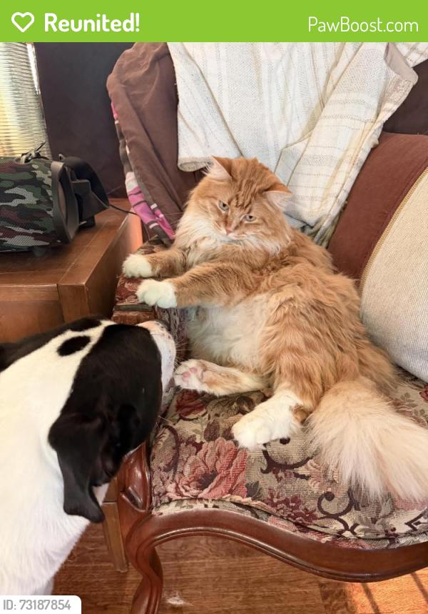 Reunited Male Cat last seen E Sycamore and north hickory, Tonganoxie, KS 66086