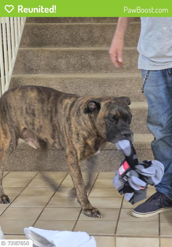 Reunited Male Dog last seen Cajon and Cypress, Redlands, CA 92373