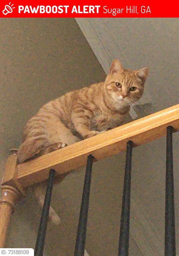 Lost Male Cat last seen Westwater and Thunder Woods, Sugar Hill, GA 30518