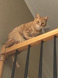 Lost Male Cat last seen Westwater and Thunder Woods, Sugar Hill, GA 30518