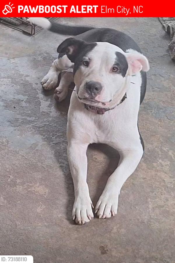 Lost Female Dog last seen Anderson st. Nash st. Pender st., Elm City, NC 27822
