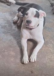 Lost Female Dog last seen Anderson st. Nash st. Pender st., Elm City, NC 27822