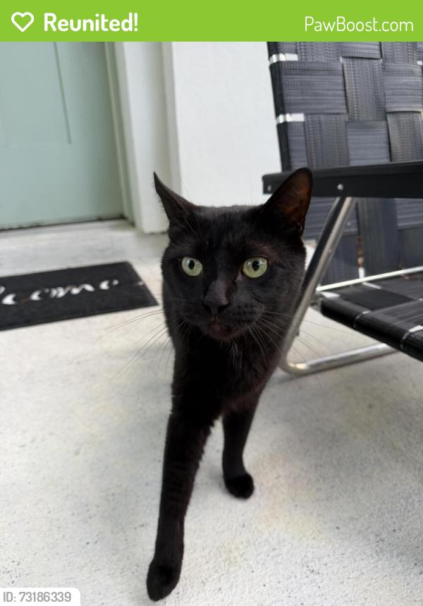 Reunited Unknown Cat last seen Pineloch near orange ave, Orlando, FL 32806