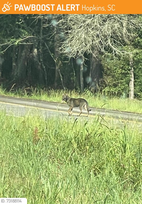Found/Stray Unknown Dog last seen By power lines surrounded by private property signs about .25 miles from the intersection of Old Bluff road and National Park rd, Hopkins, SC 29061