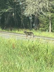 Found/Stray Unknown Dog last seen By power lines surrounded by private property signs about .25 miles from the intersection of Old Bluff road and National Park rd, Hopkins, SC 29061