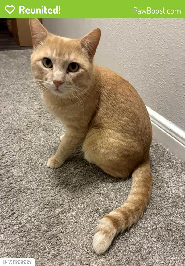 Reunited Male Cat last seen Near E Walnut St, Pearland, TX 77581, USA, Pearland, TX 77581