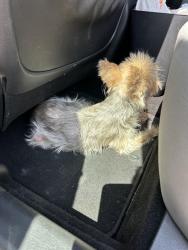 Found/Stray Female Dog last seen Spruce and Grove near Pawnee and 135, Wichita, KS 67216