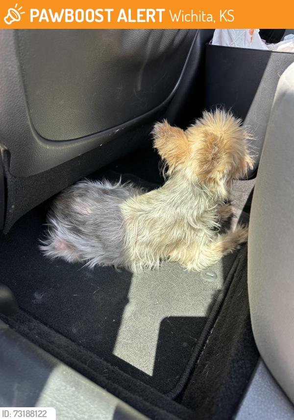Found/Stray Female Dog last seen Spruce and Grove near Pawnee and 135, Wichita, KS 67216