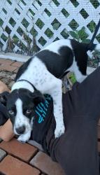 Reunited Female Dog last seen Cato blvd, goilad rd, lasses blvd, quig dr, Crawford rd, San Antonio, TX 78223