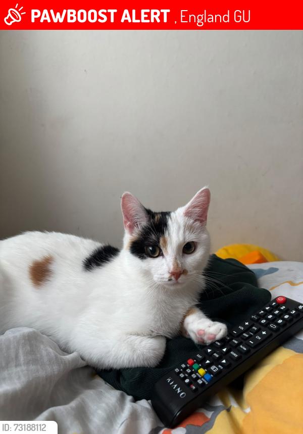 Lost Female Cat last seen Solatrand Mews, , England GU19