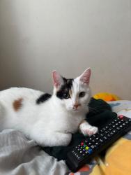 Lost Female Cat last seen Solatrand Mews, , England GU19