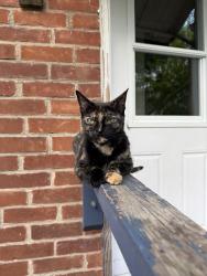 Lost Female Cat last seen Prospect and queen, Newmarket, ON L3Y 3T4