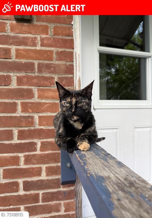 Lost Female Cat last seen Prospect and queen, Newmarket, ON L3Y 3T4