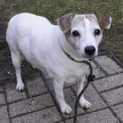 Shelter Stray Female Dog last seen Rustic Parkway, Madison 14, City of, WI, 5132 Voges Rd, Madison, WI 53718, USA