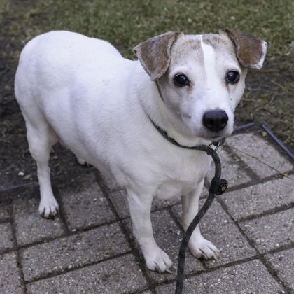 Shelter Stray Female Dog last seen Rustic Parkway, Madison 14, City of, WI, 5132 Voges Rd, Madison, WI 53718, USA