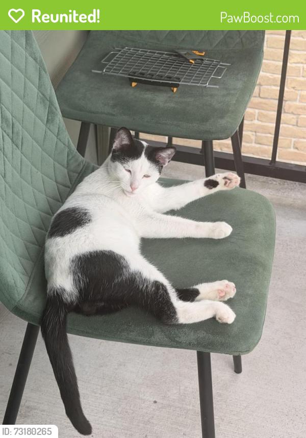 Reunited Male Cat last seen Tmc bus stop, Houston, TX 77030
