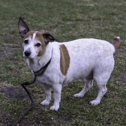 Shelter Stray Male Dog last seen Rustic Parkway, Madison 14, City of, WI, 5132 Voges Rd, Madison, WI 53718, USA