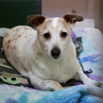 Shelter Stray Male Dog last seen Rustic Parkway, Madison 14, City of, WI, 5132 Voges Rd, Madison, WI 53718, USA