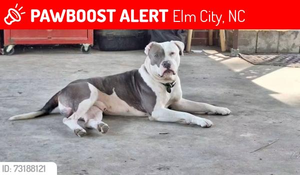 Lost Male Dog last seen Pender st. Nash st. Anderson st., Elm City, NC 27822