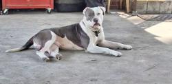 Lost Male Dog last seen Pender st. Nash st. Anderson st., Elm City, NC 27822