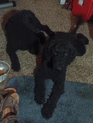Reunited Male Dog last seen Lloyd lane, fortworth,tx, Fort Worth, TX 76135