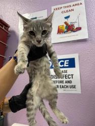 Shelter Stray Female Cat last seen Near Ben Swane, CITY of El Paso, TX, 5001 Fred Wilson Ave, El Paso, TX 79906, USA