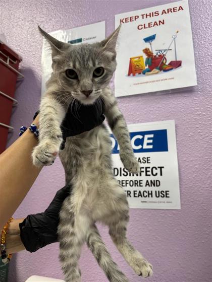 Shelter Stray Female Cat last seen Near Ben Swane, CITY of El Paso, TX, 5001 Fred Wilson Ave, El Paso, TX 79906, USA
