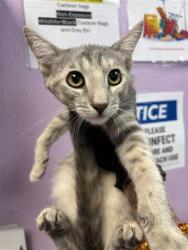 Shelter Stray Female Cat last seen Near Ben Swane, CITY of El Paso, TX, 5001 Fred Wilson Ave, El Paso, TX 79906, USA