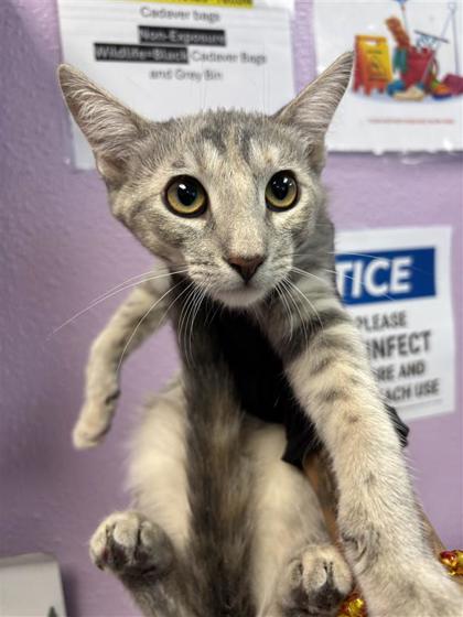 Shelter Stray Female Cat last seen Near Ben Swane, CITY of El Paso, TX, 5001 Fred Wilson Ave, El Paso, TX 79906, USA