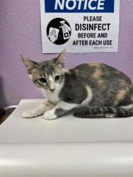Shelter Stray Female Cat last seen Near Ben Swane, CITY of El Paso, TX, 5001 Fred Wilson Ave, El Paso, TX 79906, USA
