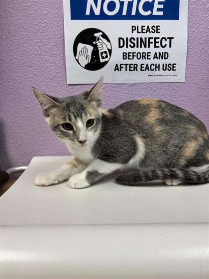 Shelter Stray Female Cat last seen Near Ben Swane, CITY of El Paso, TX, 5001 Fred Wilson Ave, El Paso, TX 79906, USA
