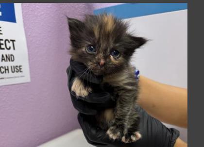 Shelter Stray Female Cat last seen Near Loma de Rio PL, CITY of El Paso, TX, 5001 Fred Wilson Ave, El Paso, TX 79906, USA