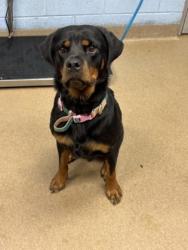 Shelter Stray Female Dog last seen Near Janmar Drive, 30032, GA, 3280 Chamblee Dunwoody Rd, Chamblee, GA 30341, USA