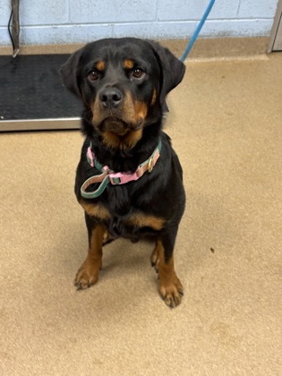 Shelter Stray Female Dog last seen Near Janmar Drive, 30032, GA, 3280 Chamblee Dunwoody Rd, Chamblee, GA 30341, USA