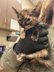 Shelter Stray Female Cat last seen Grant St and N 12th St, Noblesville City, IN, 10501 Hague Rd, Fishers, IN 46038, USA