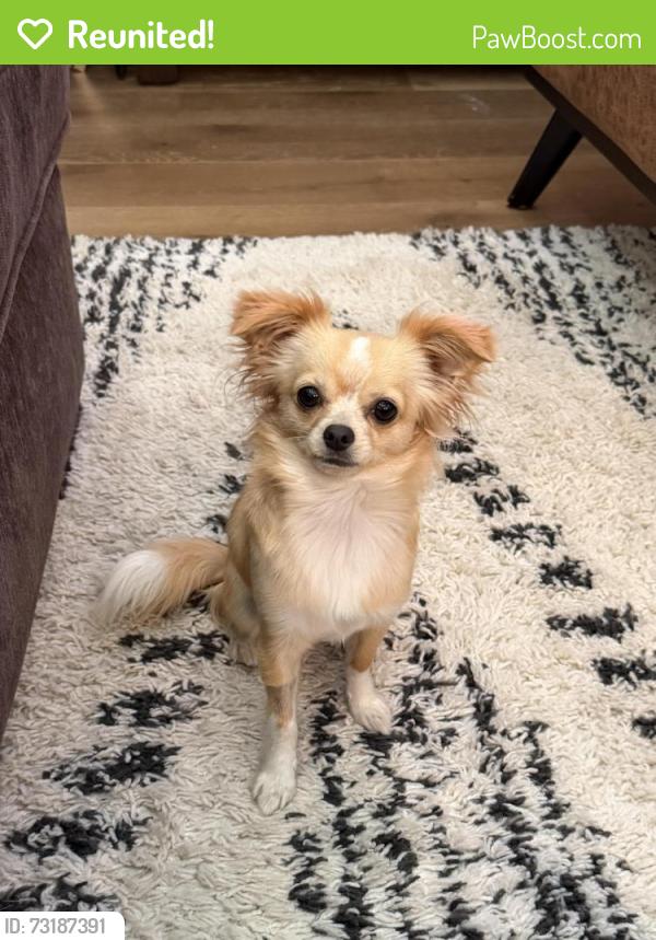 Reunited Female Dog last seen Woodridge Dr. Bent Tree Ave., Oak Point, TX 75068