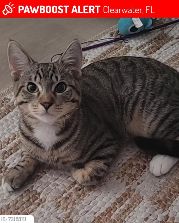 Lost Male Cat last seen Express Inn, Clearwater, FL 33764