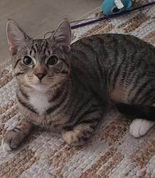 Lost Male Cat last seen Express Inn, Clearwater, FL 33764