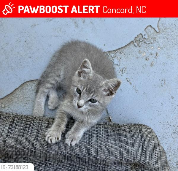 Lost Male Cat last seen Gateway plaza concord NC, Concord, NC 28025