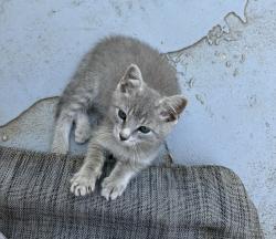 Lost Male Cat last seen Gateway plaza concord NC, Concord, NC 28025