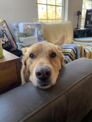 Lost Male Dog last seen Inside the nature trail, Tomball, TX 77375