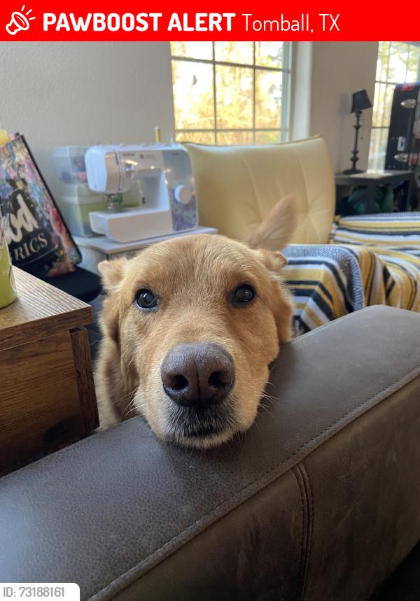 Lost Male Dog last seen Inside the nature trail, Tomball, TX 77375