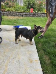 Reunited Female Dog last seen Emerson, University Place, WA 98467