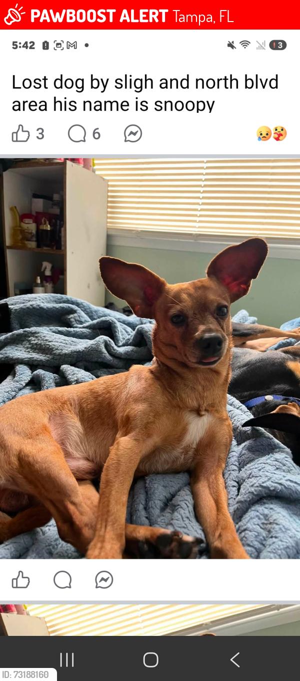 Lost Male Dog last seen Sligh and north blvd, Tampa, FL 33604
