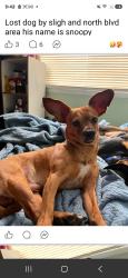 Lost Male Dog last seen Sligh and north blvd, Tampa, FL 33604