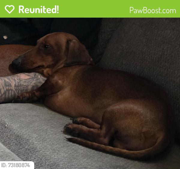 Reunited Male Dog last seen S 62ND AVE W AND RALEIGH ST, Duluth, MN 55807