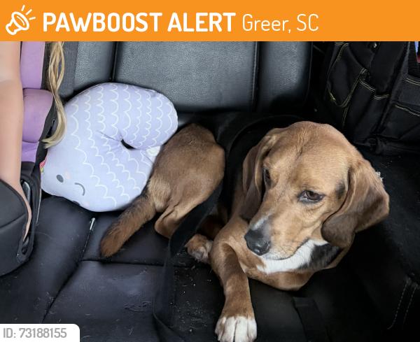 Found/Stray Female Dog last seen Taylor road, Greer, SC 29650