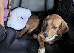 Found/Stray Female Dog last seen Taylor road, Greer, SC 29650
